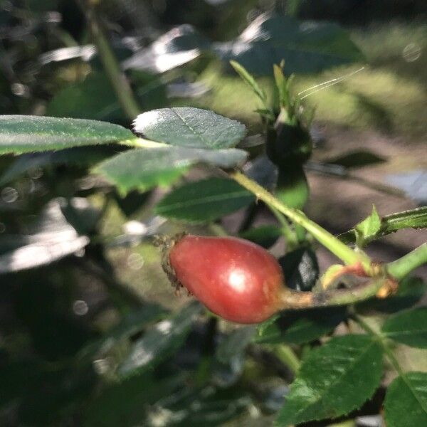 Rosa squarrosa Fruitua