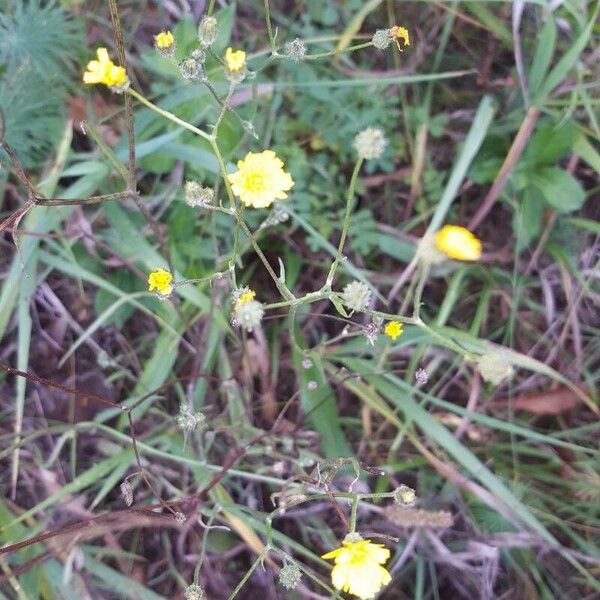 Crepis micrantha फूल