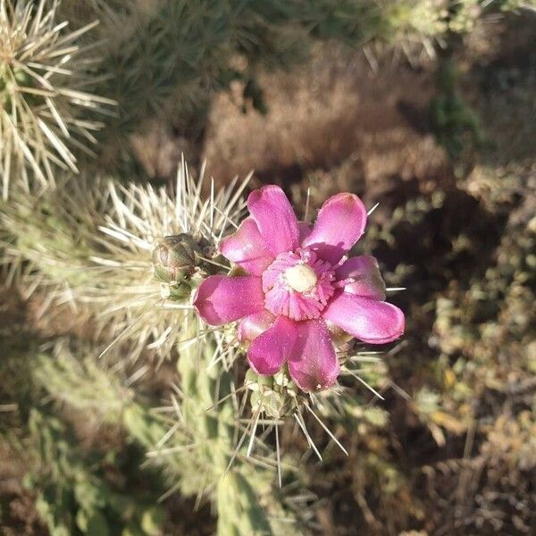 Cylindropuntia fulgida Flor