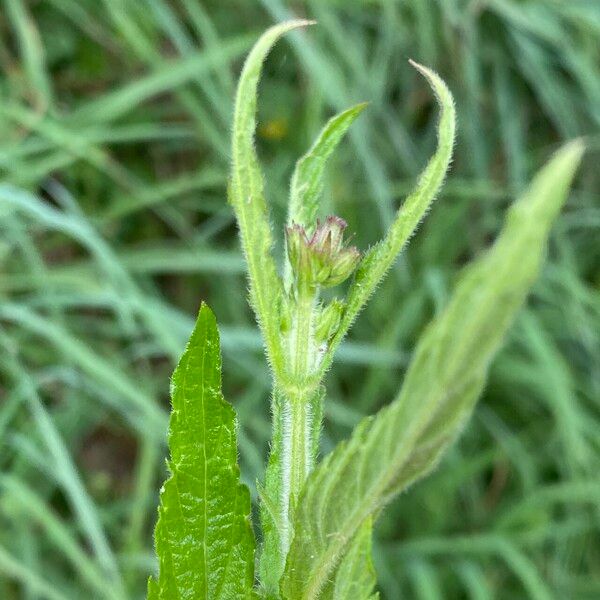 Verbena incompta Hostoa