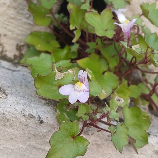 Cymbalaria muralis Кветка