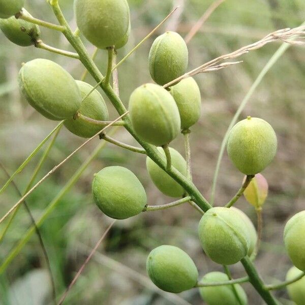 Alyssoides utriculata Fruit