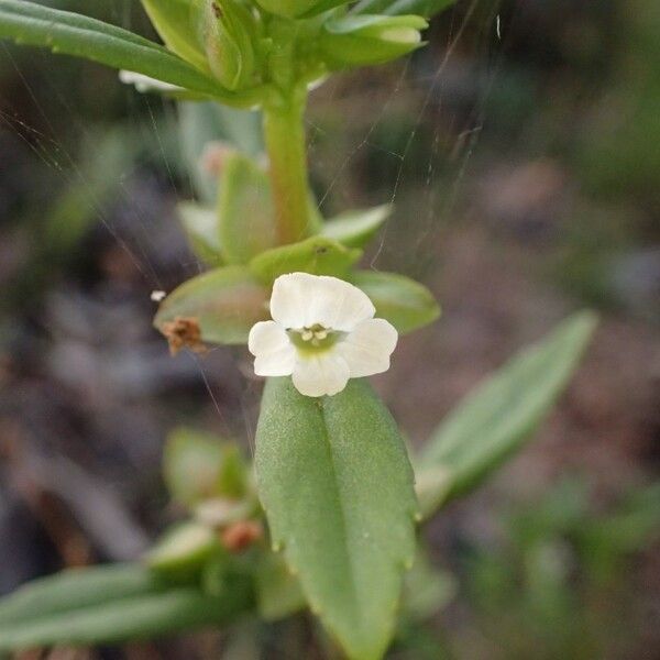 Bacopa crenata Flower