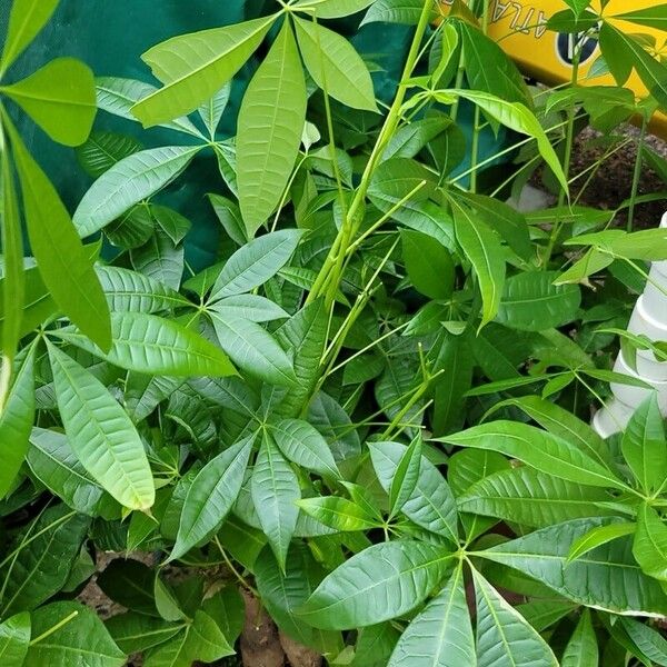 Pachira glabra Leaf