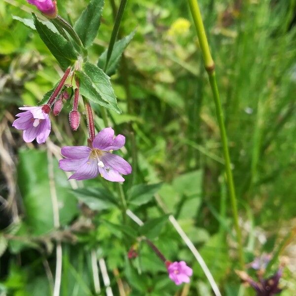 Epilobium palustre Blomst