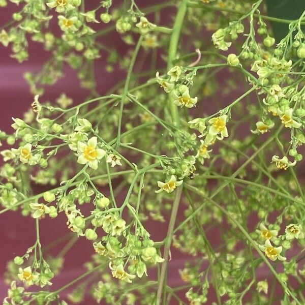 Cotinus obovatus 花