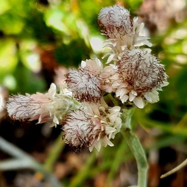 Antennaria dioica Fleur