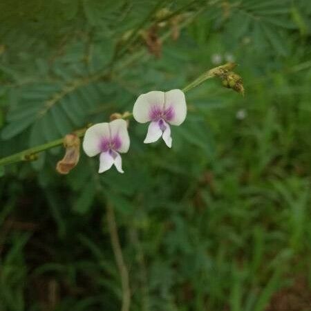 Tephrosia noctiflora Flower