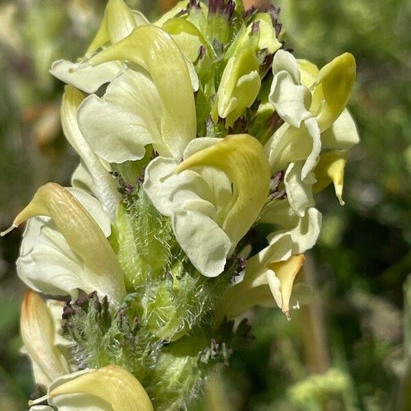 Pedicularis tuberosa Kvet