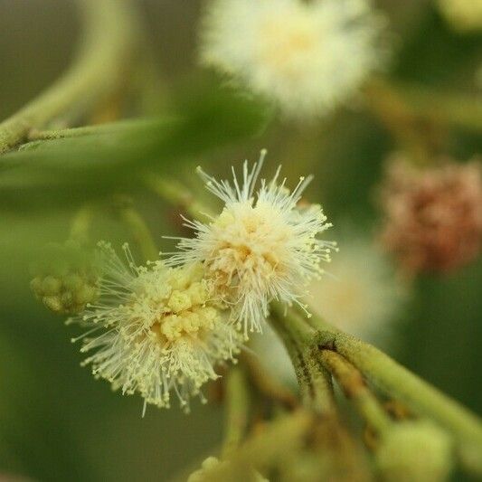 Acacia mearnsii Autre