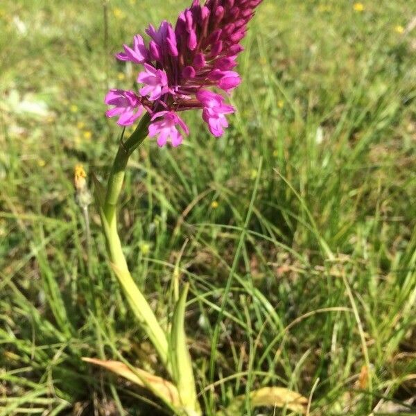 Anacamptis pyramidalis Кветка