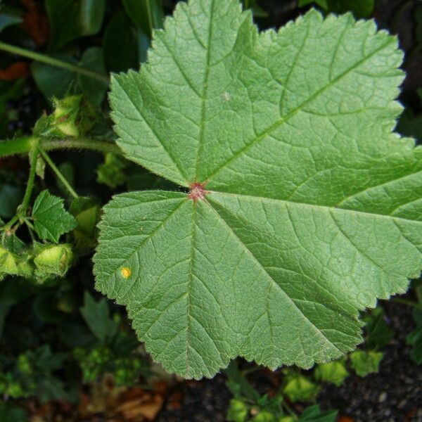 Malva sylvestris 葉