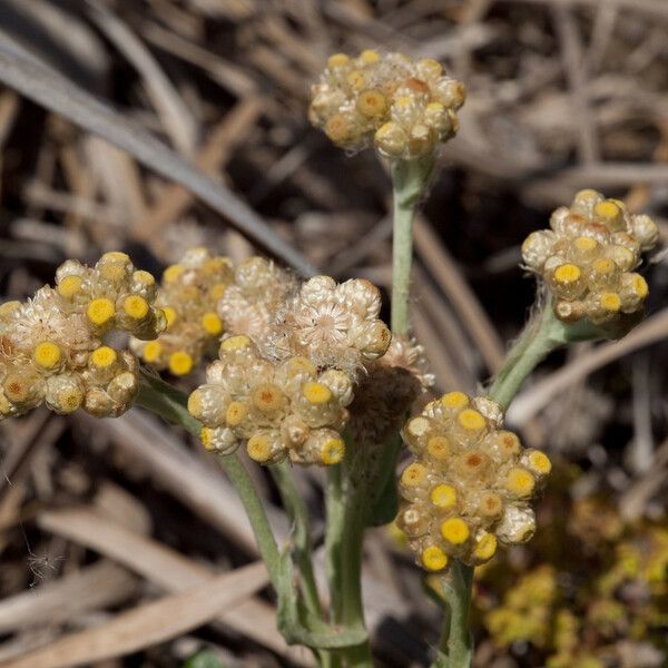 Pseudognaphalium stramineum Flor