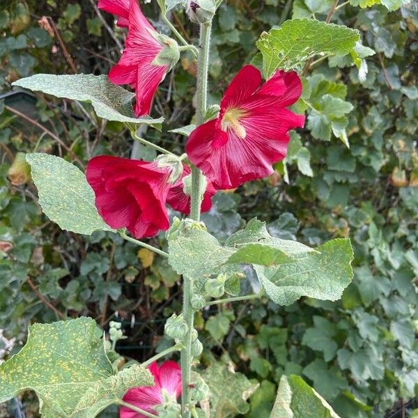 Alcea rosea Fleur