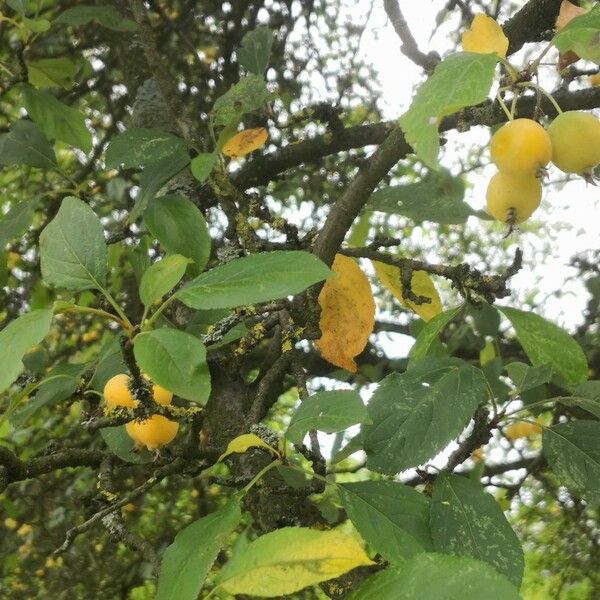 Malus prunifolia Plod