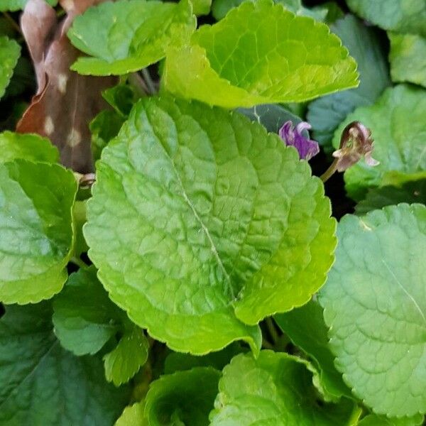 Viola odorata Blad