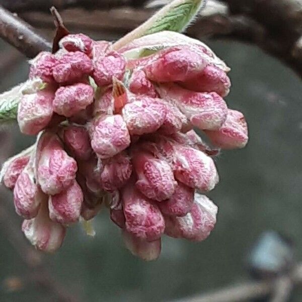 Viburnum × bodnantense 花