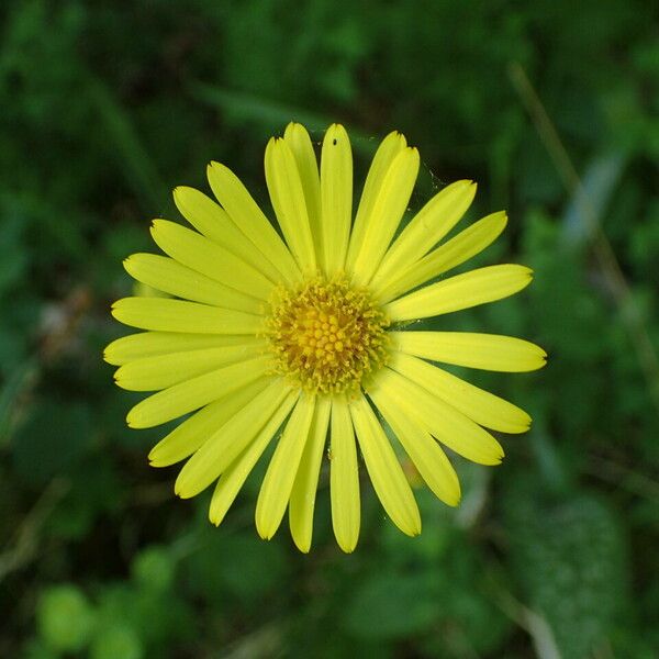 Doronicum pardalianches Blomst