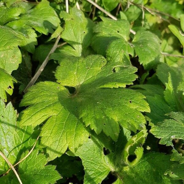 Ranunculus lanuginosus Yaprak