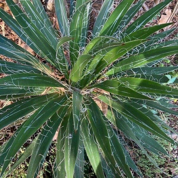 Agave filifera Φύλλο