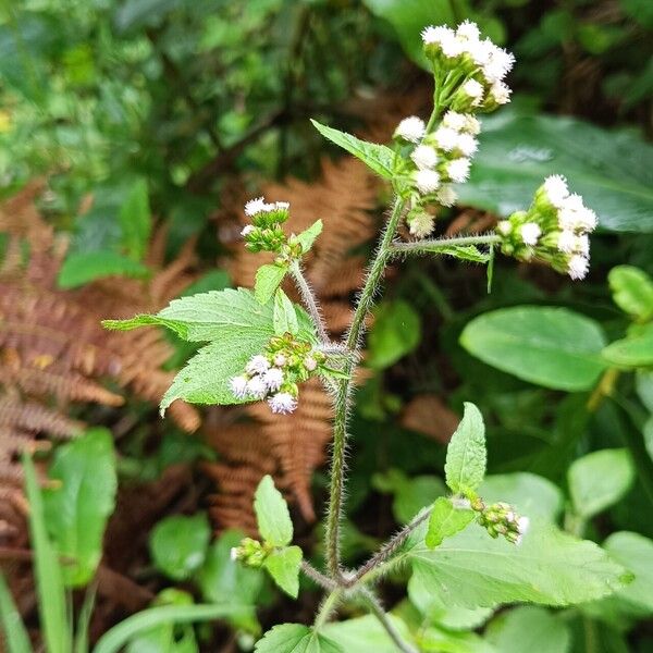 Ageratum conyzoides Blomma