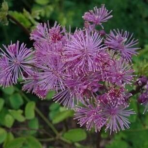 Thalictrum aquilegiifolium പുഷ്പം