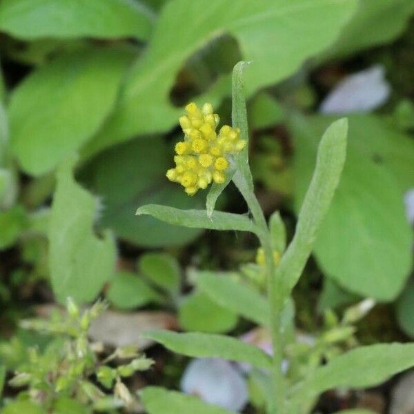 Pseudognaphalium affine Flower