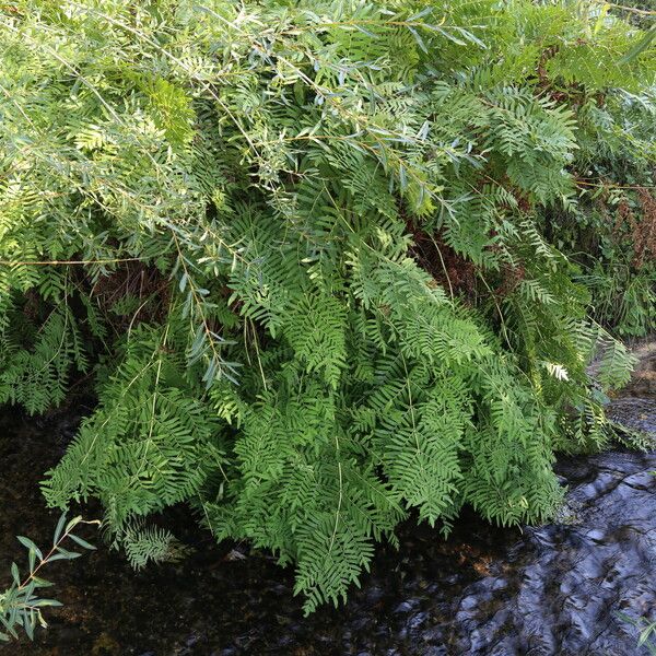 Osmunda regalis पत्ता