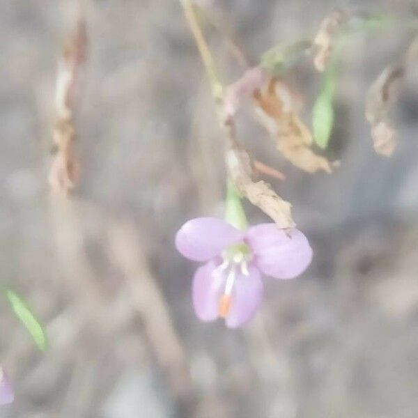 Murdannia nudiflora फूल