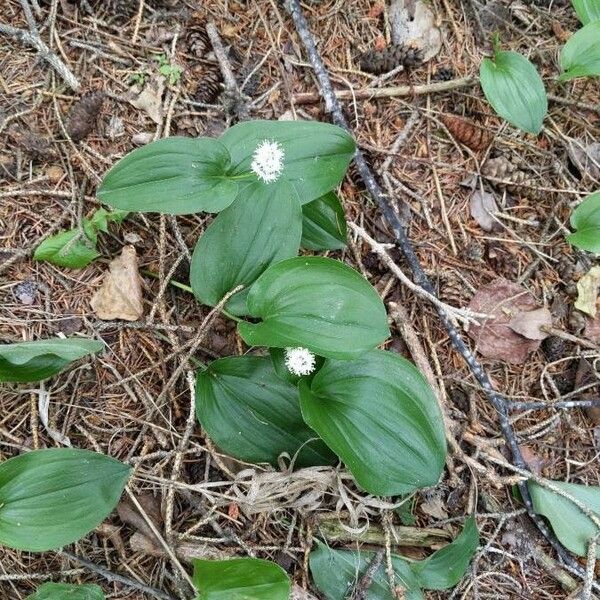 Maianthemum canadense 葉