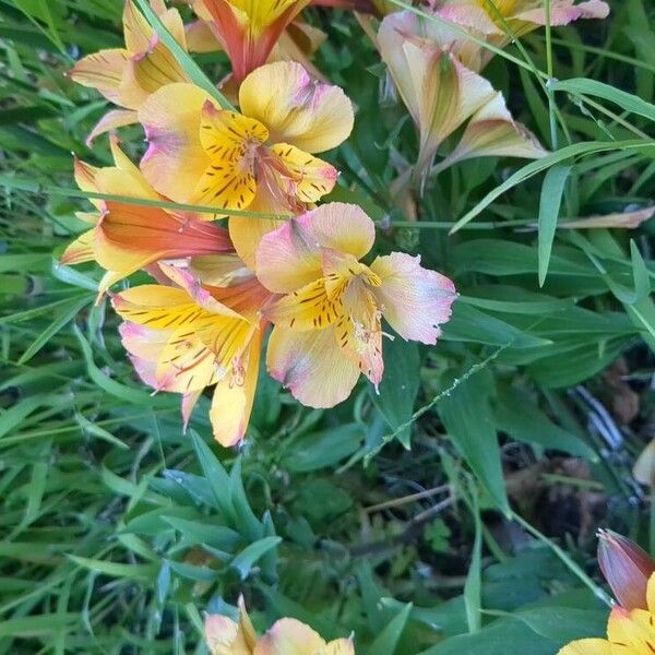 Alstroemeria ligtu 花