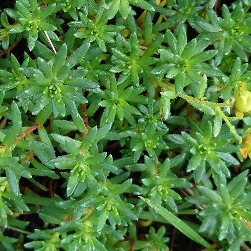 Saxifraga aizoides Blad