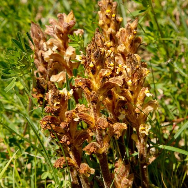 Orobanche lutea Blodyn