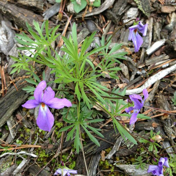 Viola pedata Hábito