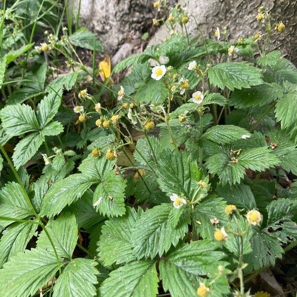 Fragaria moschata Habit