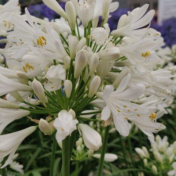 Agapanthus africanus 花