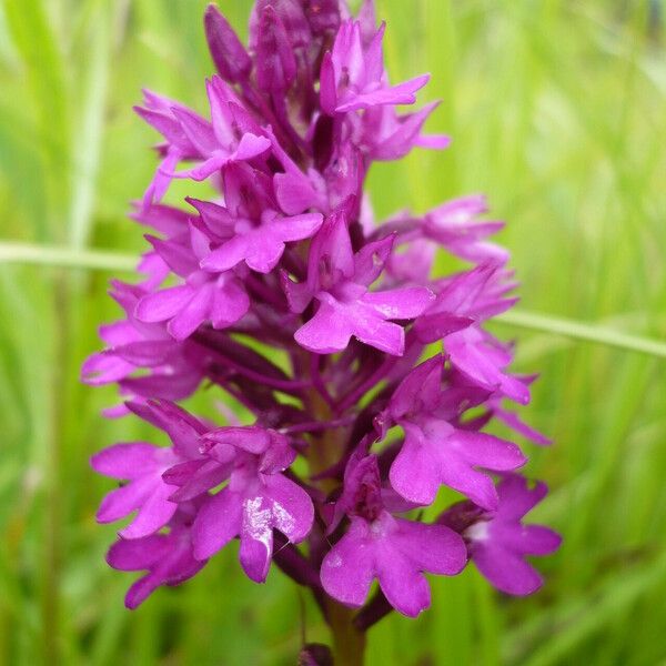 Anacamptis pyramidalis Lorea