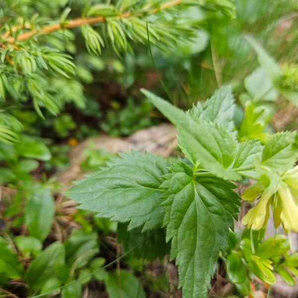 Paederota lutea ഇല