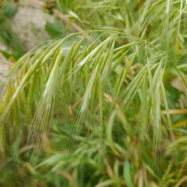 Bromus tectorum फूल