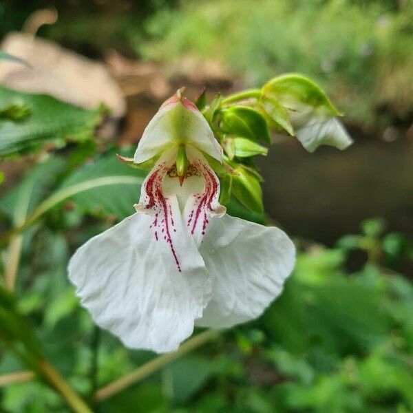 Impatiens tinctoria Квітка