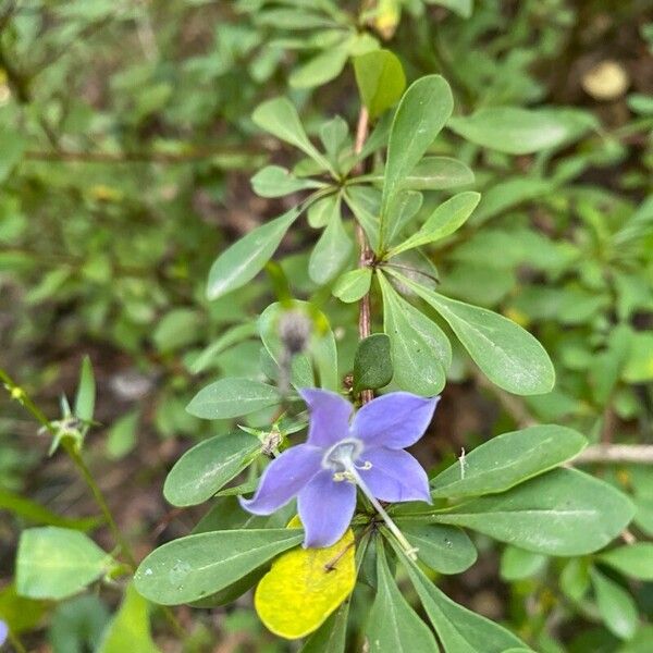 Campanulastrum americanum Flower