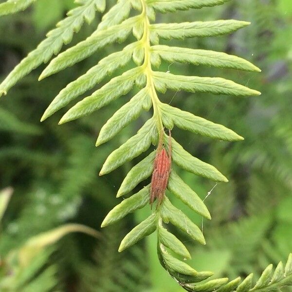 Pityrogramma calomelanos Fuelha