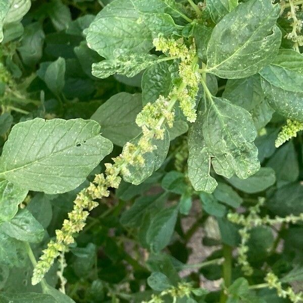 Amaranthus blitum Floare