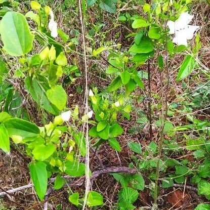 Thunbergia fragrans Folla