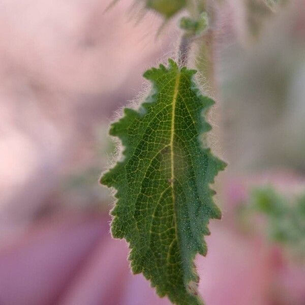 Mesosphaerum suaveolens Leht