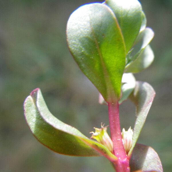 Lythrum borysthenicum 葉