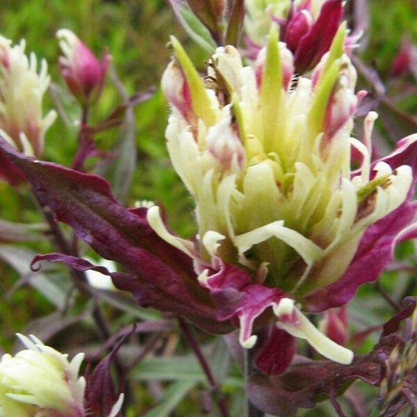 Castilleja sulphurea Blüte