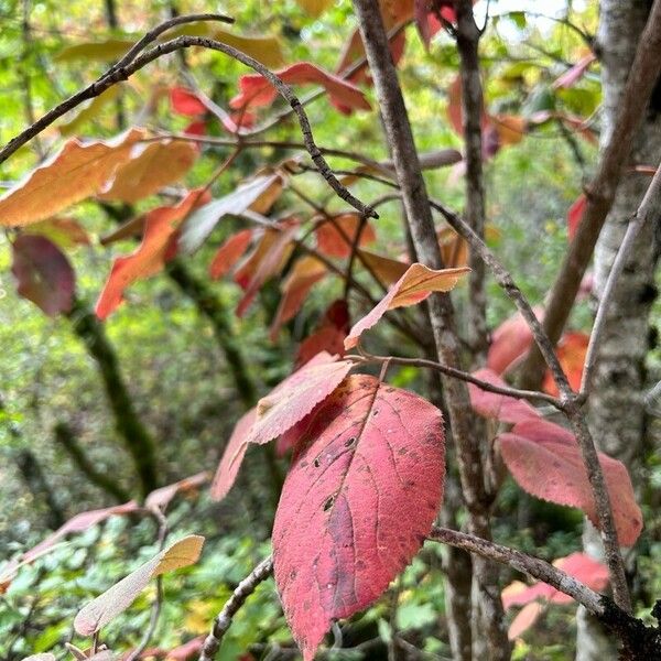 Viburnum lantanoides পাতা