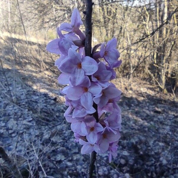 Daphne mezereum Flower