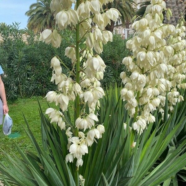 Yucca filamentosa Žiedas